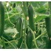 TELEGRAPH CUCUMBER LARGE  -  Each  Pukekohe Grown